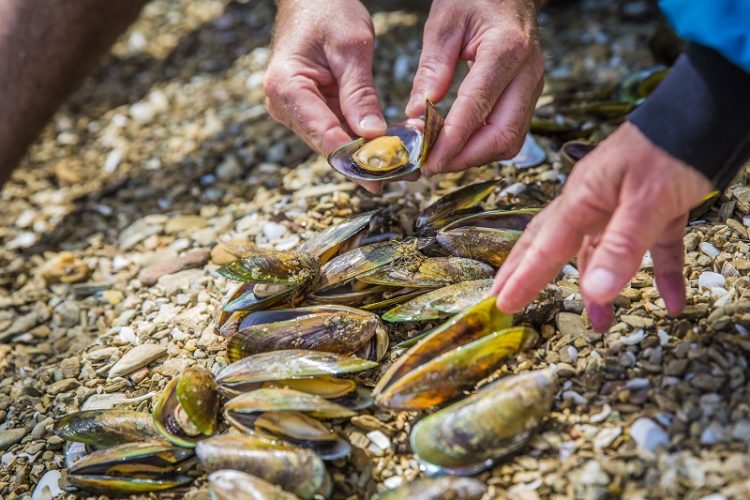 Preparing green lip mussels for lunch in Kenepuru Sound Marlborough Sounds