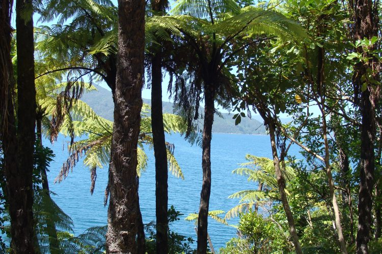 Water views at Ship Cove on Queen Charlotte Track